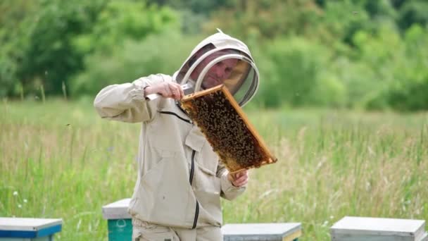 Внимательный Апикультурист Внимательно Смотрит Раму Пчелы Прикрывают Раму Летают Вокруг — стоковое видео