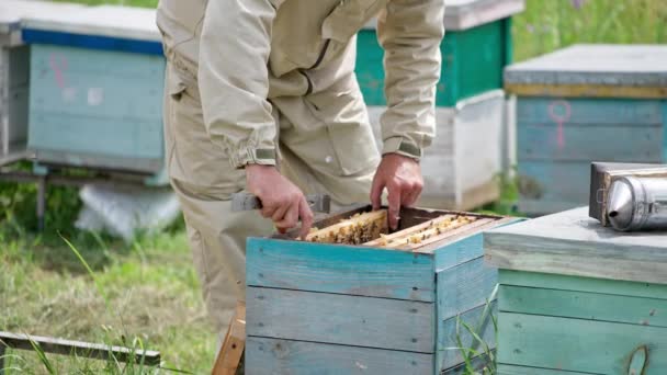 Zralý Včelí Farmář Tahá Rám Včelami Úlu Včelař Otáčí Rámeček — Stock video