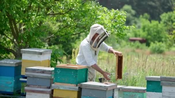 自然の背景にある木製の巣を持つ農村の養蜂家 男性の養蜂家は フレームから蜂を揺さぶり それをハイブに置きます — ストック動画