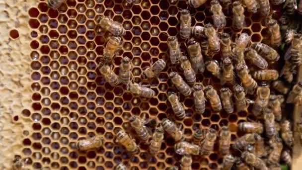 Rodzina Pszczół Ich Królowa Plastrach Miodu Komórki Pokryte Wierzchołkami Woskowymi — Wideo stockowe