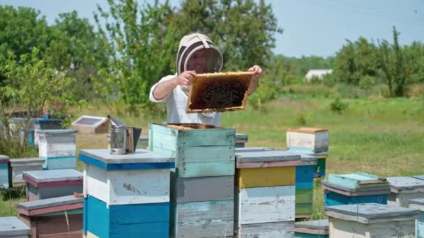 Busy Apiarist Protective Hat Working Bee Farm Man Examines Frame — Stock Video