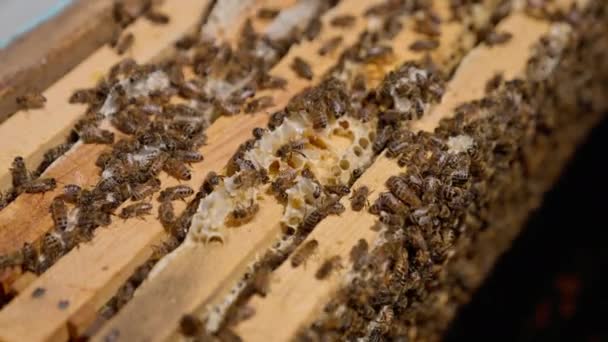 Hard Working Bees Crawling Wooden Frames Insects Have Made Produced — Stock Video