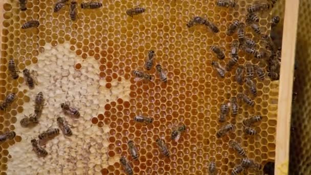 液体光沢のある有機蜂蜜で満たされた美しい黄色の蜂蜜 いくつかの細胞はすでに封鎖されている ハチはフレームでクロールします — ストック動画