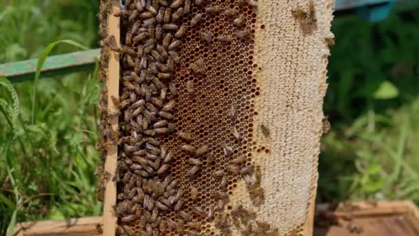 蜂蜜架在室外阳光下留在蜂房附近 有一半的蜂窝没有被蜜蜂密封和覆盖 靠近点 — 图库视频影像