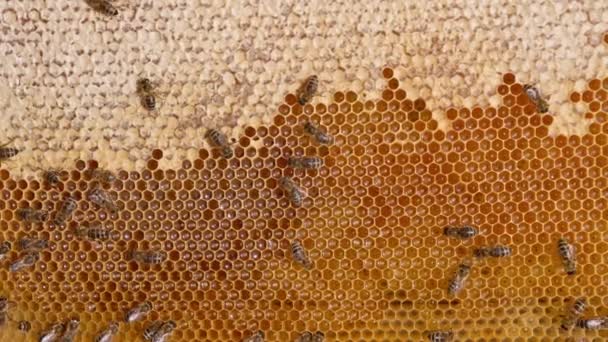 蜂蜜の収穫の準備ができている半密封された蜂蜜のハニー フレーム ミツバチはワックス細胞でクロールする クローズアップ — ストック動画