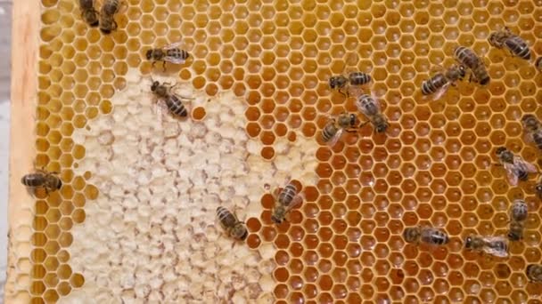 新鮮な有機蜂蜜で満たされた細胞を密封するインダストリアスな蜂 光沢のある蜂蜜が付いている黄色いハニカム クローズアップ — ストック動画
