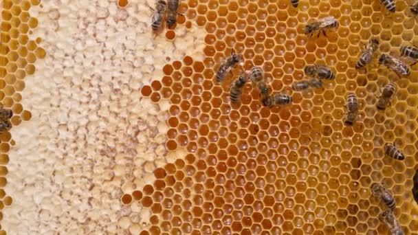 ミツバチは 光沢のある液体の蜂蜜でいっぱいのハニカムによってクロールします 蜂蜜のフレームの健康な有機物 クローズアップ — ストック動画