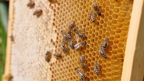 ライトワックスのハニーが組み合わさったフレームと それらを歩くミツバチ フレームの半分が封印されています 蜂蜜抽出の準備ができているフレーム クローズアップ — ストック動画
