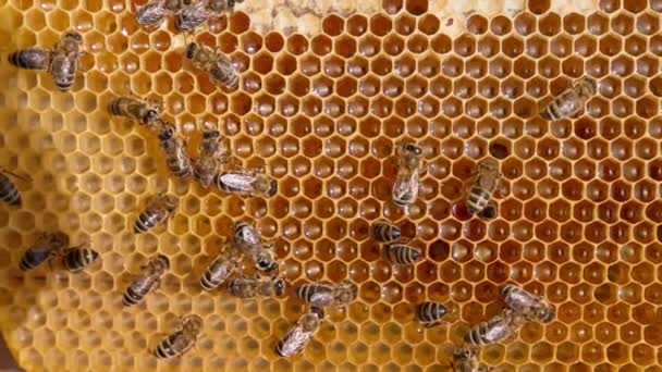 Insecto Miel Que Trabaja Marco Produciendo Producto Saludable Miel Orgánica — Vídeos de Stock