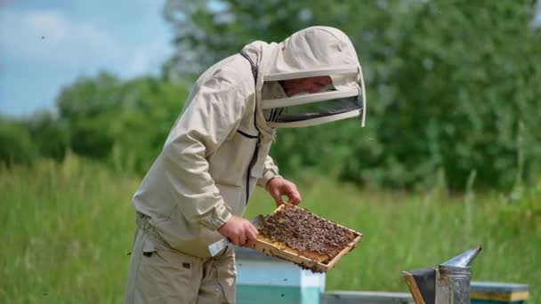 Εξέταση Σκελετών Μελιού Στο Μελισσοκομείο Αρσενικός Μελισσοκόμος Κρατάει Ένα Πλαίσιο — Αρχείο Βίντεο