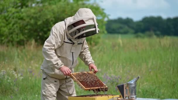 Outfitted Male Beekeeper Pulling Frame Beehive Man Carefully Turns Frame — Stock Video