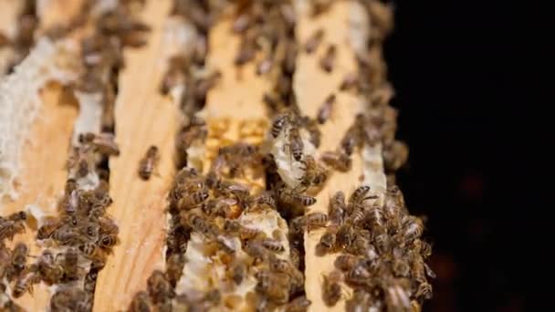 多只蜜蜂爬过木架 顶部有一些多余的蜡 忙碌的昆虫在蜂房里工作 靠近点黑色背景 — 图库视频影像