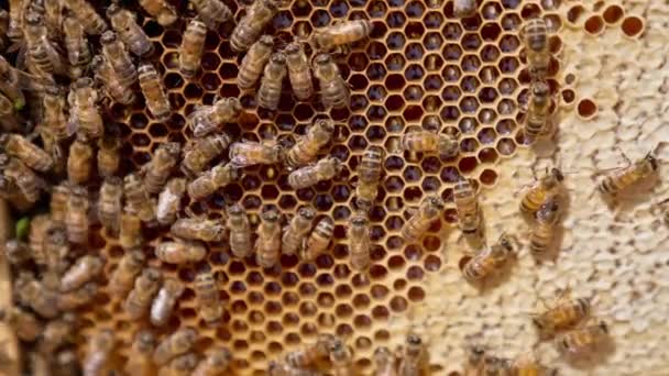 Tvrdě Pracující Včely Uzavírající Cely Plné Medu Některé Plástve Obsahující — Stock video