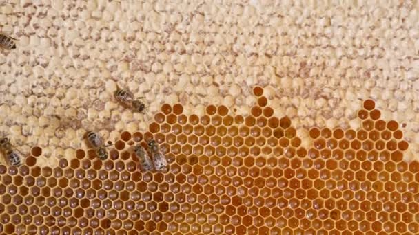 Prachtige Cellen Honingraat Gevuld Met Verse Vloeibare Biologische Honing Weinig — Stockvideo