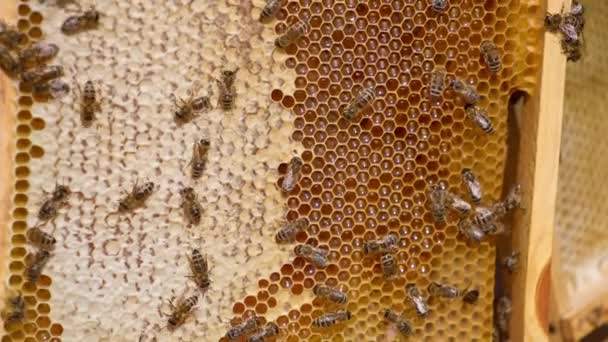 Fleißige Honiginsekten Bewegen Sich Den Waben Vorbei Rahmen Aus Wachszellen — Stockvideo