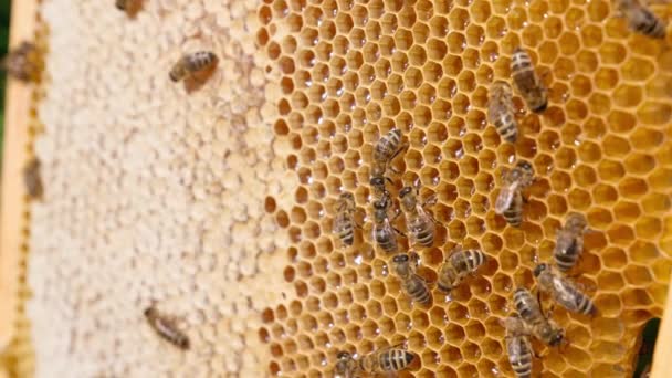 Kleine Gestreepte Bijen Kruipen Bij Het Wasframe Drukke Insecten Die — Stockvideo