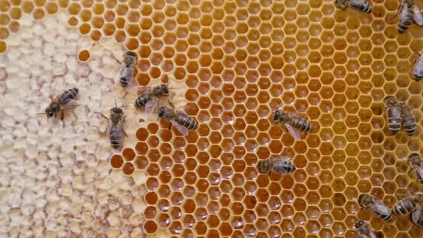 Langsam Kriechen Bienen Den Honigwaben Vorbei Bio Frische Gesunde Lebensmittel — Stockvideo