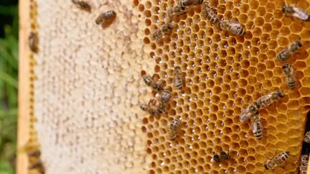 Holzrahmen Mit Waben Voll Frischem Gesunden Honig Nützliche Insekten Die — Stockvideo