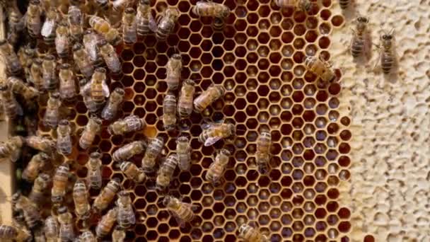Aangename Honingraten Vol Gezonde Vers Geproduceerde Honing Cellen Zijn Gedeeltelijk — Stockvideo