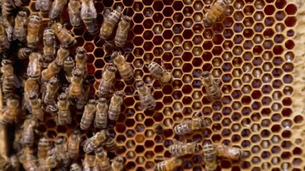 Drukke Honinginsecten Kruipen Honingraat Bijen Verzegelen Cellen Vol Honing Met — Stockvideo
