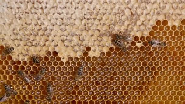 Üzerinde Arılar Olan Yarı Mühürlü Bal Petekleri Böcekler Tüm Hücreleri — Stok video