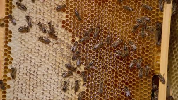 Färsk Flytande Ekologisk Honung Som Gnistrar Honungskammarens Celler Industriella Bin — Stockvideo