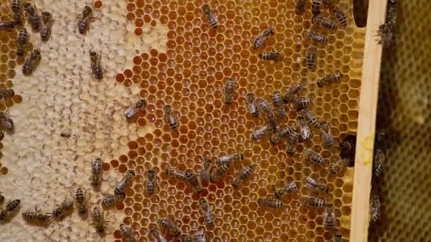 Beautiful Yellow Frame Honeycombs Partially Sealed Wax Covers Some Bees — Stock Video