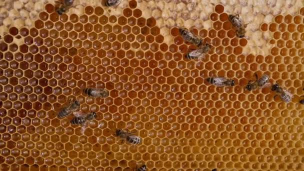 Jen Málo Včel Světlých Plástech Plných Zdravého Medu Pracovní Hmyz — Stock video