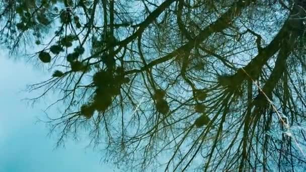 Big Bare Tree Mistletoe Balls Branches Reflecting Calm Water River — Stock Video
