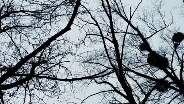 Black Bare Trees Autumn Season Mistletoe Plants Growing Branches Grey — Stock Video