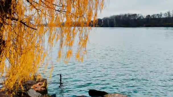 Желтые Листья Плачущей Ивы Ветвях Доходящих Воды Большие Камни Берегу — стоковое видео