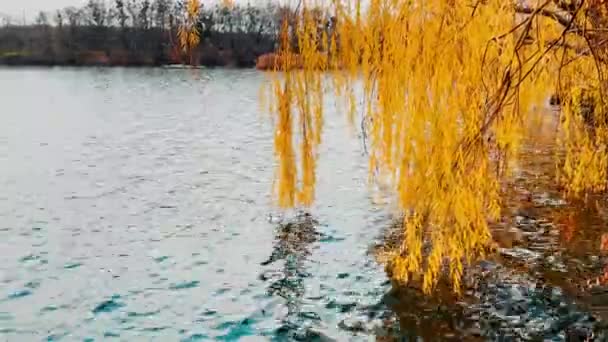 Nehrin Üzerinde Söğüt Ağacının Sarı Dalları Asılı Gri Gökyüzünü Yansıtan — Stok video