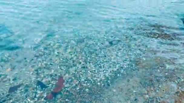 Blue Clear Water Shore Lots Shells Bottom Some Brown Leaves — Stock Video