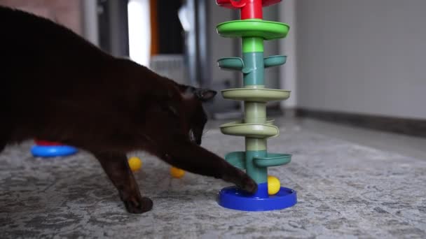 黑色家猫用爪子小心地触摸黄色的球 漂亮的宠物对婴儿玩具感兴趣 会议室背景 — 图库视频影像