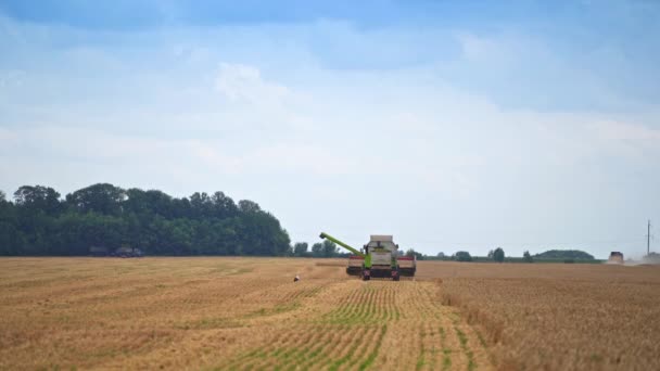 Big Combine Gathering Golden Crops Harvester Machine Working Wheat Field — Stock Video