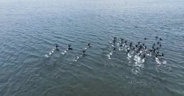 Bellissimi Uccelli Migratori Sull Acqua Del Mare Fauna Selvatica Paesaggi — Video Stock