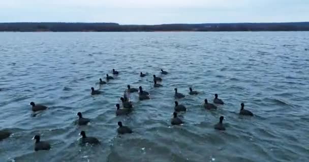 Полет Над Большой Стаей Птиц Природе Вид Воздуха Утки Озере — стоковое видео