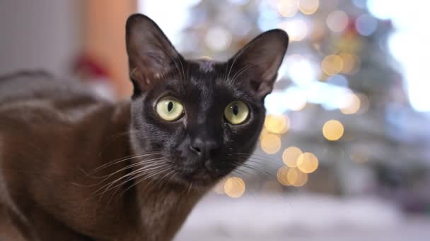 Vista Cerca Del Gatito Oscuro Mirando Cámara Lindo Adorable Gato — Vídeos de Stock