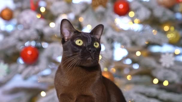 Retrato Engraçado Bonito Gato Celebração Ano Novo Gatinho Escuro Posando — Vídeo de Stock