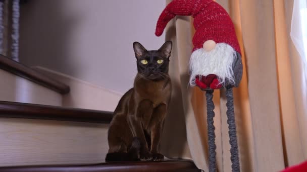 Lustige Kleine Attraktive Hauskatzen Verspieltes Kätzchen Der Nähe Von Weihnachtsbaum — Stockvideo
