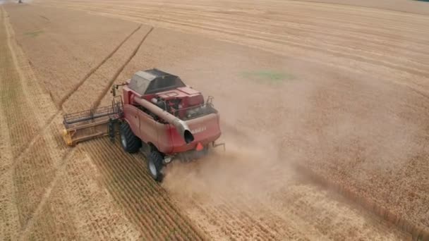 Huge Wheat Harvester Working Field Big Yellow Crops Gathering — Stock Video