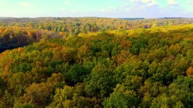 Sarı orman hava manzaralı. Sonbahar mevsimi nehir ormanı manzaraları.