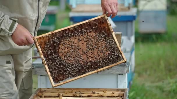 Μελισσοκομία Ξύλινα Πλαίσια Βιολογικό Μέλι Απιαρίστας Που Εργάζεται Κηρήθρες — Αρχείο Βίντεο