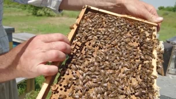 Close View Apiarist Hands Holding Wooden Frame Honeybee Natural Honey — Stock Video