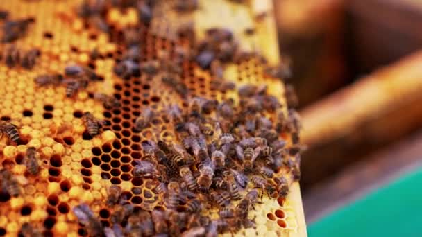 Insecten Maken Natuurlijke Honing Close Zicht Honingbij Oogsten Bijenstal — Stockvideo