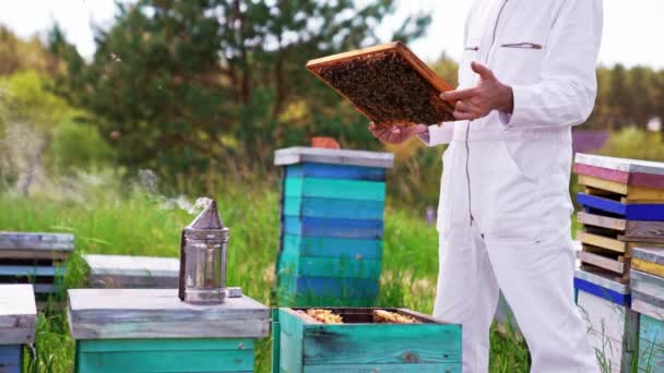 Profesionální Včelař Pracující Dřevěnými Rámy Přírodní Včelař Sklízející Med — Stock video