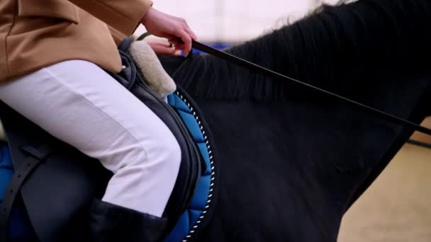 Kuda Berkuda Dari Dekat Peternakan Gaya Hidup Pelatihan Joki — Stok Video