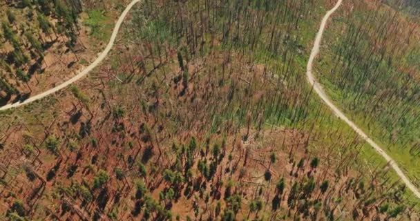 森林国立公園ヨセミテ渓谷 サマーマウンテンツーリズムの空中ビュー — ストック動画
