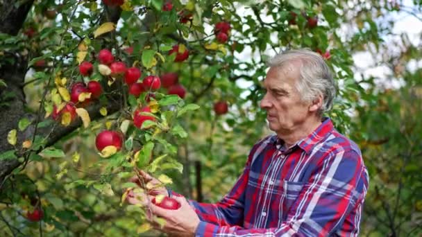 Frische Früchte Hängen Den Bäumen Apfelanbau Auf Dem Land Garten — Stockvideo
