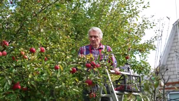 Hodowla Jabłek Wsi Ogrodzie Świeże Owoce Zwisające Drzew — Wideo stockowe